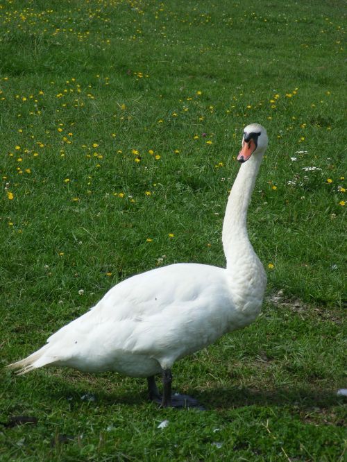 Gulbė, Gyvūnas, Paukštis