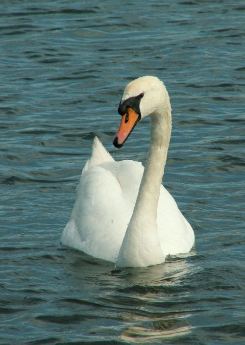 Gulbė, Gamta, Ežeras, Laukinė Gamta