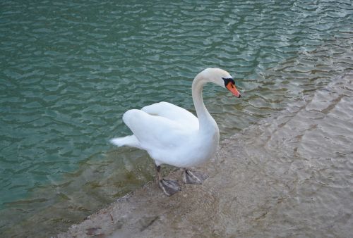 Gulbė, Paukštis, Gėlas Vanduo, Baltas Gulbis, Ežeras Annecy, Haute Savoie