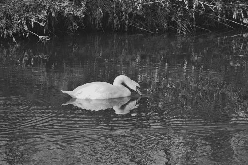 Gulbė, Vandens Paukštis, S W, Baltas Gulbis, Laukinės Gamtos Fotografija, Schwimmvogel, Pasididžiavimas, Gyvūnų Pasaulis