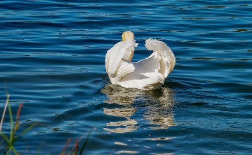 Gulbė,  Gyvūnas,  Balta Gulbė,  Paukštis,  Vanduo Paukštis,  Schwimmvogel,  Vandens,  Upė,  Plunksnos,  Pasididžiavimas,  Spalvingas,  Gyvūnijos Pasaulyje,  Gamta