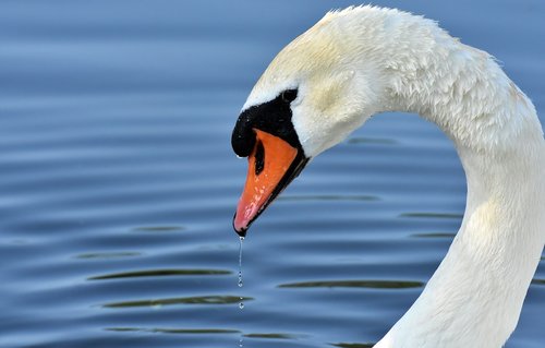 Gulbė,  Plunksna,  Plunksnos,  Vanduo Paukštis,  Pobūdį,  Gyvūnas,  Schwimmvogel,  Pasididžiavimas,  Paukštis,  Vandens,  Gyvūnijos Pasaulyje,  Balta Gulbė,  Ežeras