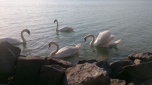 Gulbė, Balaton Ežeras, Ežeras