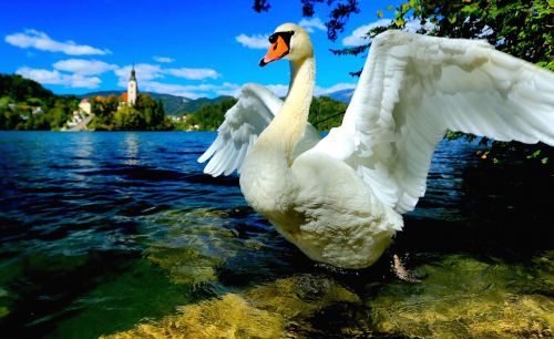Gulbė, Gulbių Ežeras, Ežeras Bledas, Slovenia, Centrinė Europa