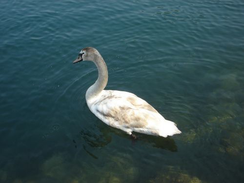 Gulbė, Paukščiai, Ežeras, Vanduo