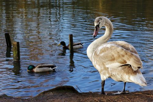 Gulbė, Jaunas, Cygnet, Grakštus, Ežeras, Vanduo, Paukščiai, Sąskaitą, Laukinė Gamta, Gamta, Laukiniai, Gyvūnas, Plunksna, Plumėjimas, Balta, Skraidantis, Cob, Plunksnos, Snapas, Skristi, Sparnas, Skrydis, Paukštis, Gyvas