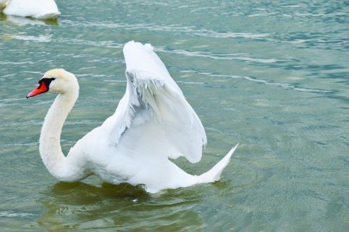 Gulbė, Paukštis, Balaton Ežeras
