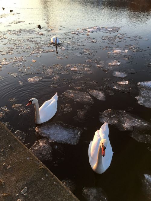 Gulbės, Upė, Pagrindinis, Ledas, Abendstimmung, Žiema, Vandens Paukštis, Plaukti, Gulbė, Schwimmvogel, Namai, Veidrodis, Vanduo