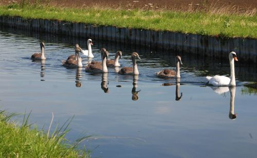 Gulbės, Cygnets, Vanduo, Atspindys, Gamta, Upė, Šeima