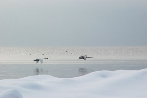 Gulbės, Skristi, Ledas, Sniegas, Šaltas, Gamta, Laukinė Gamta, Sparnas, Vandens Paukščiai, Vanduo, Lauke, Pora, Paukščiai, Plumėjimas, Flock, Peizažas, Ežeras