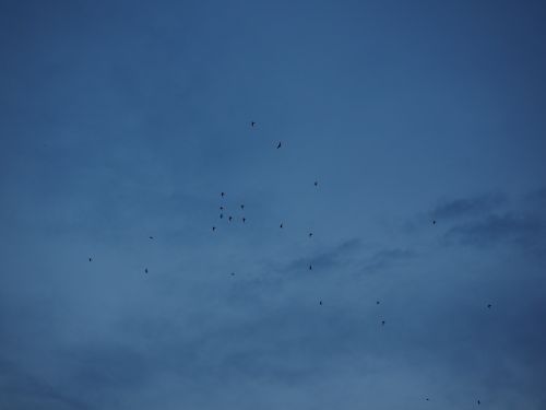 Swarm, Paukščių Pulkai, Migruojantys Paukščiai