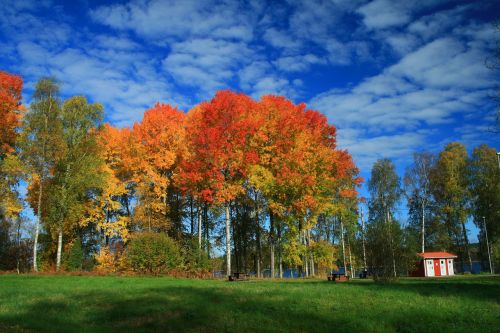 Švedija, Rudens Gėlė, Gamta