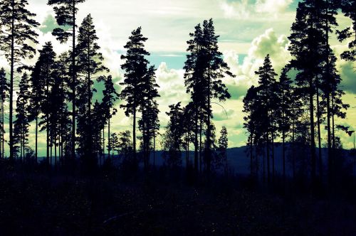 Švedija,  Medžiai,  Gamta,  Miškas,  Lauke