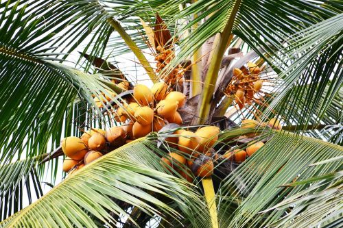 Saldus Kokosas, Oranžinis Kokosas, Kokoso, Kokoso Medis, Medis, Gamtinis Gėrimas, Mawanellla, Šri Lanka, Ceilonas