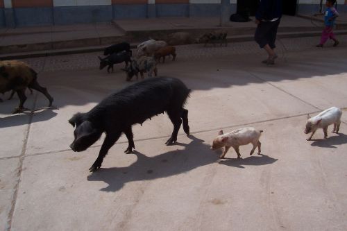 Kiaulės, Kiaulė, Peru, Gyvūnas, Kiaulytė, Gyvuliai, Piggies, Žinduolis