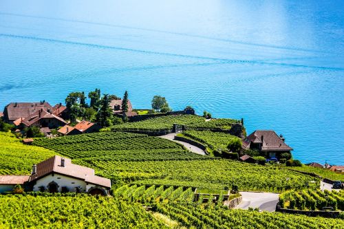 Swiss, Montreux, Vynuogynas