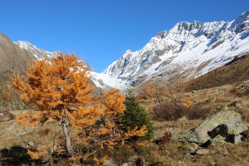 Šveicarija, Lötschental, Kalnas, Valais, Ruduo, Kraštovaizdis, Alpių