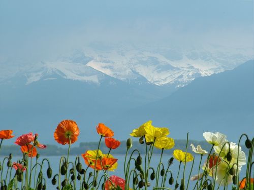 Šveicarija, Ežero Geneva, Aguonos, Masyvas, Sniegas, Raudona, Geltona, Balta, Spalvinga, Pavasaris