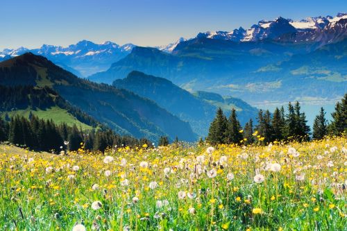 Šveicarija, Alpių, Swiss Alps, Keliautojas, Vasara, Sultingas Pievas, Rigi, Ežero Lucerne Regionas