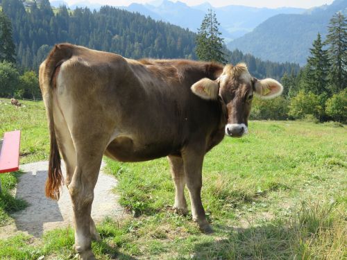 Šveicarija, Karvė, Gamta