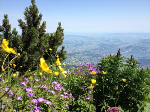 Šveicarija, Kalnas, Gamta, Žalias, Gėlės, Pavasaris