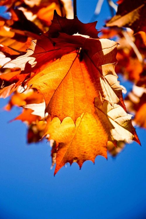 Sycamore, Lapai, Lapai, Peizažai, Gamta