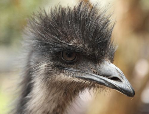 Emu, Gyvūnas, Paukštis, Galva, Snapas