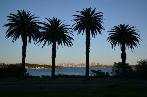 Sidnėjus, Australia, Sidnėjaus Uostas, Medis, Ekologiškas, Žemdirbystė, Lauke, Aplinka, Bagažinė, Lapai, Filialai, Gamta