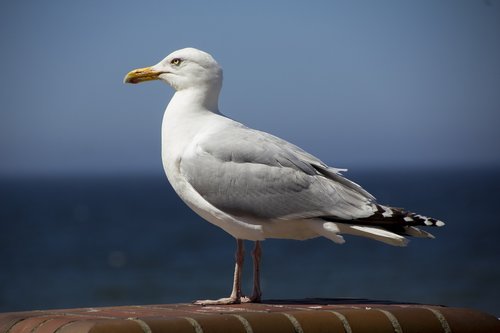 Sylt,  Westerland,  Šiaurės Jūra,  Atostogos,  Žuvėdra