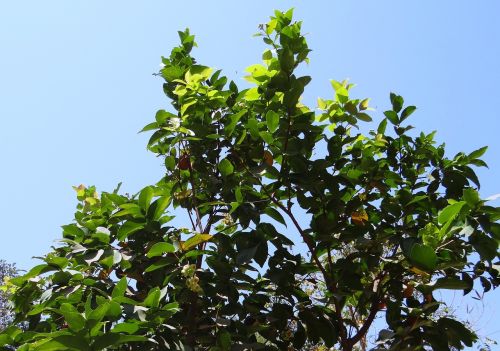 Syzygium Jambos, Medis, Rožinis Obuolys, Vaisiai, Atogrąžų, Indija