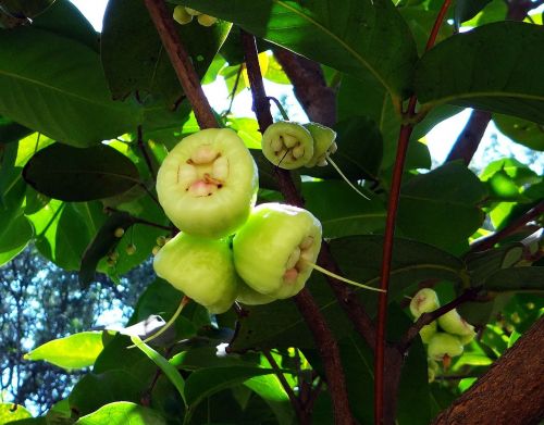 Syzygium Jambos, Medis, Rožinis Obuolys, Vaisiai, Atogrąžų, Indija