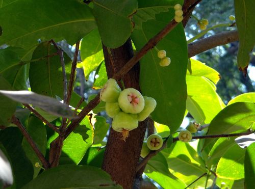 Syzygium Jambos, Medis, Rožinis Obuolys, Vaisiai, Atogrąžų, Indija