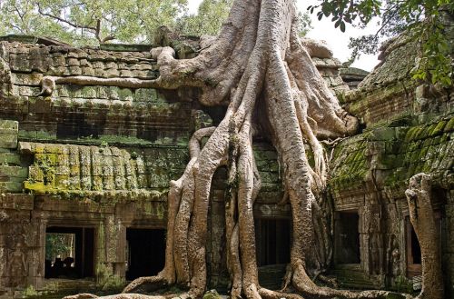 Ta Prohm, Kambodža, Angkor, Siem, Pjauti, Džiunglės, Indochina