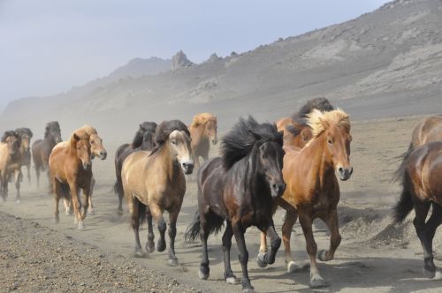 Arkliai,  Iceland,  Šokti,  Gyvūnas,  Žinduolis,  Bėgimas,  Arklių Ganykla