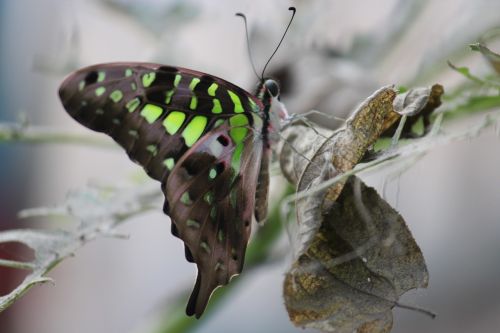 Tailed Jay Butterfly, Laukinė Gamta, Gamta, Gyvūnas