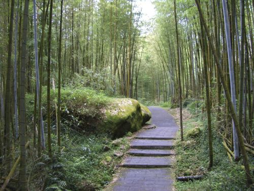 Taivanas, Xitou, Bambuko Miškas, Miškas, Parkas, Vaikščioti, Medžiai, Žalias