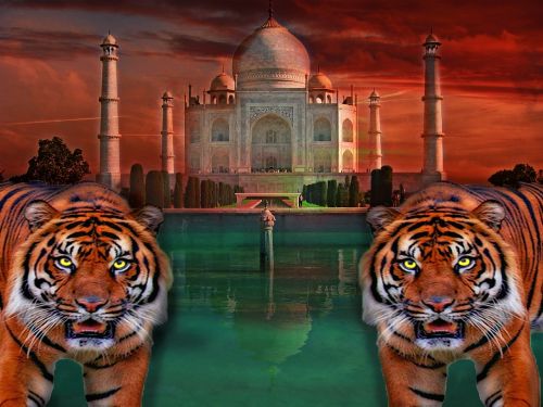 Taj Mahal, Tigras, Indija, Katė, Spalvinga, Karaliaus Tigras, Bengališkas Tigras