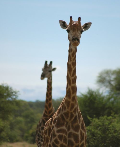 Aukštas, Žirafos, Afrikos, Safari