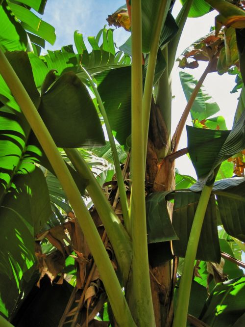 Medis,  Bananas,  Lapai,  Žalias,  Didelis,  Ventiliatorius,  Aukštas Bananų Medis