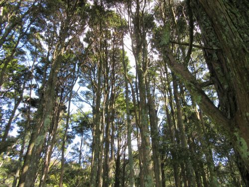 Medis,  Aukštas,  Filialai,  Lapai,  Miškas,  Miškai,  Nauja & Nbsp,  Zealand,  Aukšti Miško Medžiai