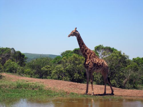 Žirafa,  Gyvūnas,  Raštuotas,  Patinas,  Aukštas,  Baseinas & Nbsp,  Vanduo,  Žaidimas,  Afrika,  Aukšta Žirafa