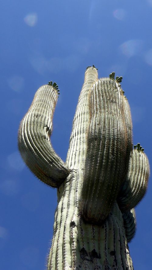 Saguaro,  Saguaros,  Kaktusai,  Kaktusas,  Dykuma,  Gamta,  Lauke,  Arizona,  Aukštas,  Ieško & Nbsp,  Bokeh,  Augalas,  Augalai,  Aukštas Saguaro Kaktusas
