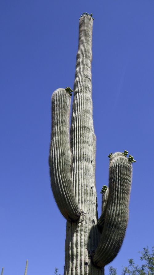 Saguaro,  Saguaros,  Kaktusai,  Kaktusas,  Dykuma,  Gamta,  Lauke,  Arizona,  Aukštas,  Ieško & Nbsp,  Augalas,  Augalai,  Aukštas Saguaro Kaktusas
