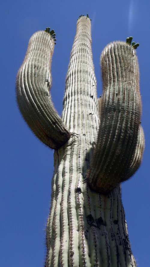 Saguaro,  Saguaros,  Kaktusai,  Kaktusas,  Dykuma,  Gamta,  Lauke,  Arizona,  Aukštas,  Ieško & Nbsp,  Aukštas Saguaro Kaktusas