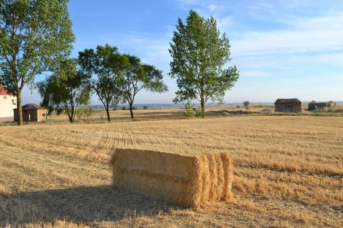 Tamara, Laukai, Palencia, Kukurūzų Laukas