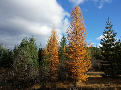 Tamarakų Medžiai, Maumedžio Medžiai, Idaho Miškas, Peizažas, Šiaurės Idahas, Gamta, Kraštovaizdis, Vaizdingas Vaizdas