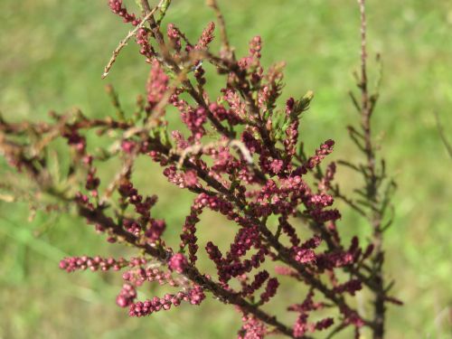 Tamarisk, Medis, Gamta, Žydėti, Medžiai, Filialai, Augalas, Sodas