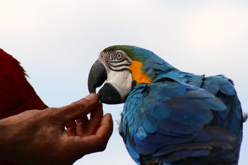 Tame Blue Macaw, Mėlynas Papūga Maitinimas, Rankomis Paduotos Papūgos