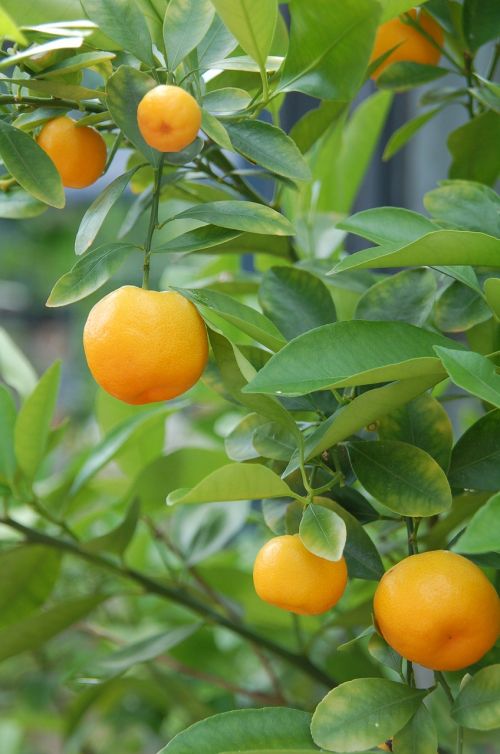 Mandarinai, Apelsinai, Citrusiniai Vaisiai, Krūmas, Citrusinių Vaisių Medis