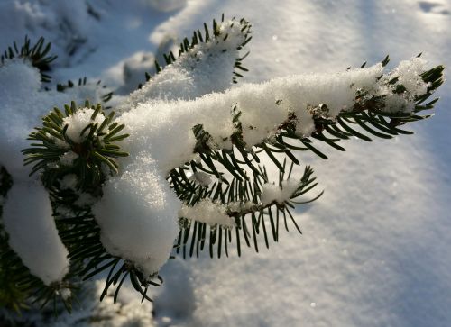 Tannenzweig, Snieguotas, Sniegas, Žiemos Fone